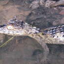 Image of Caiman latirostris latirostris (Daudin 1802)