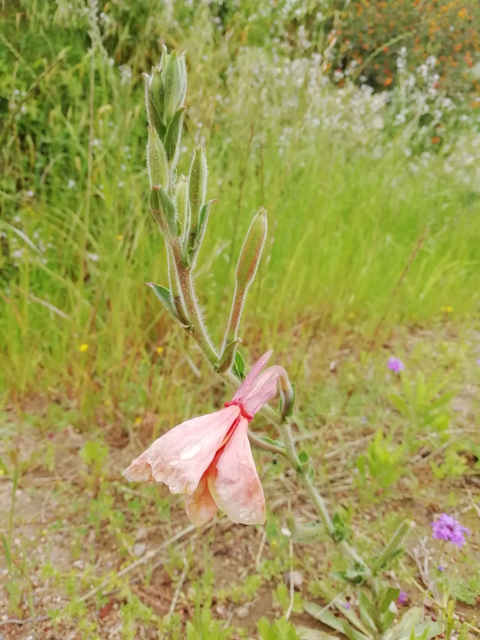 Imagem de Oenothera parodiana Munz