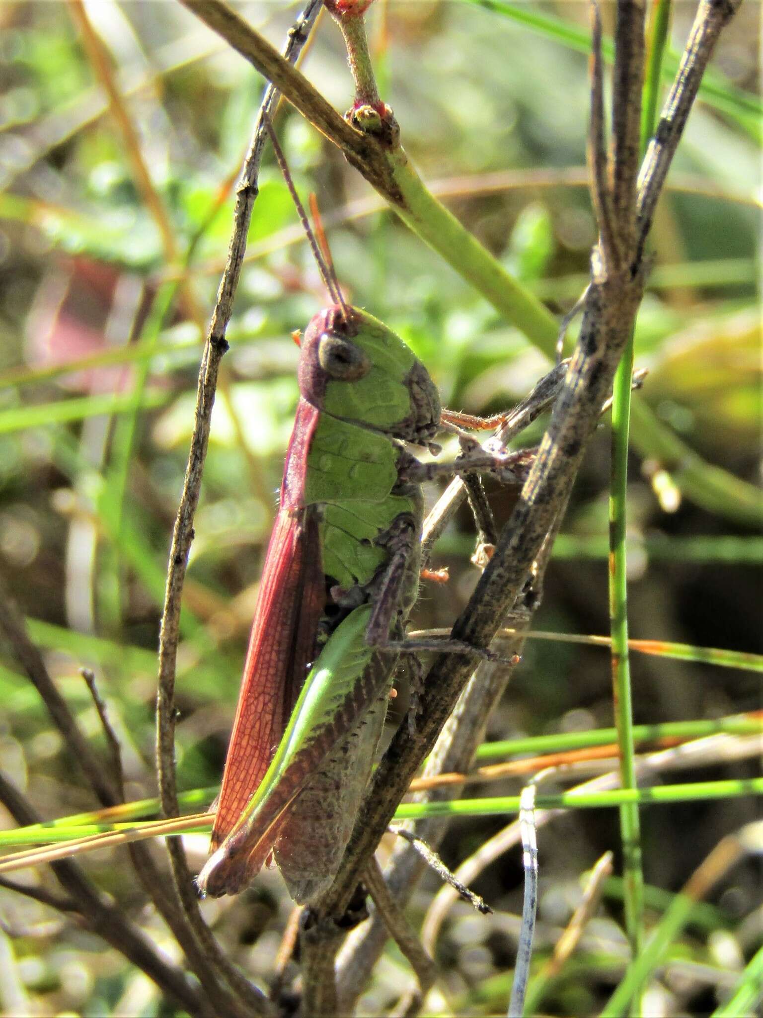 Image de criquet verte-échine