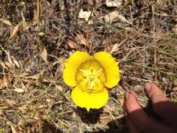 Image of yellow mariposa lily