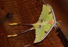 Image of African Luna moth