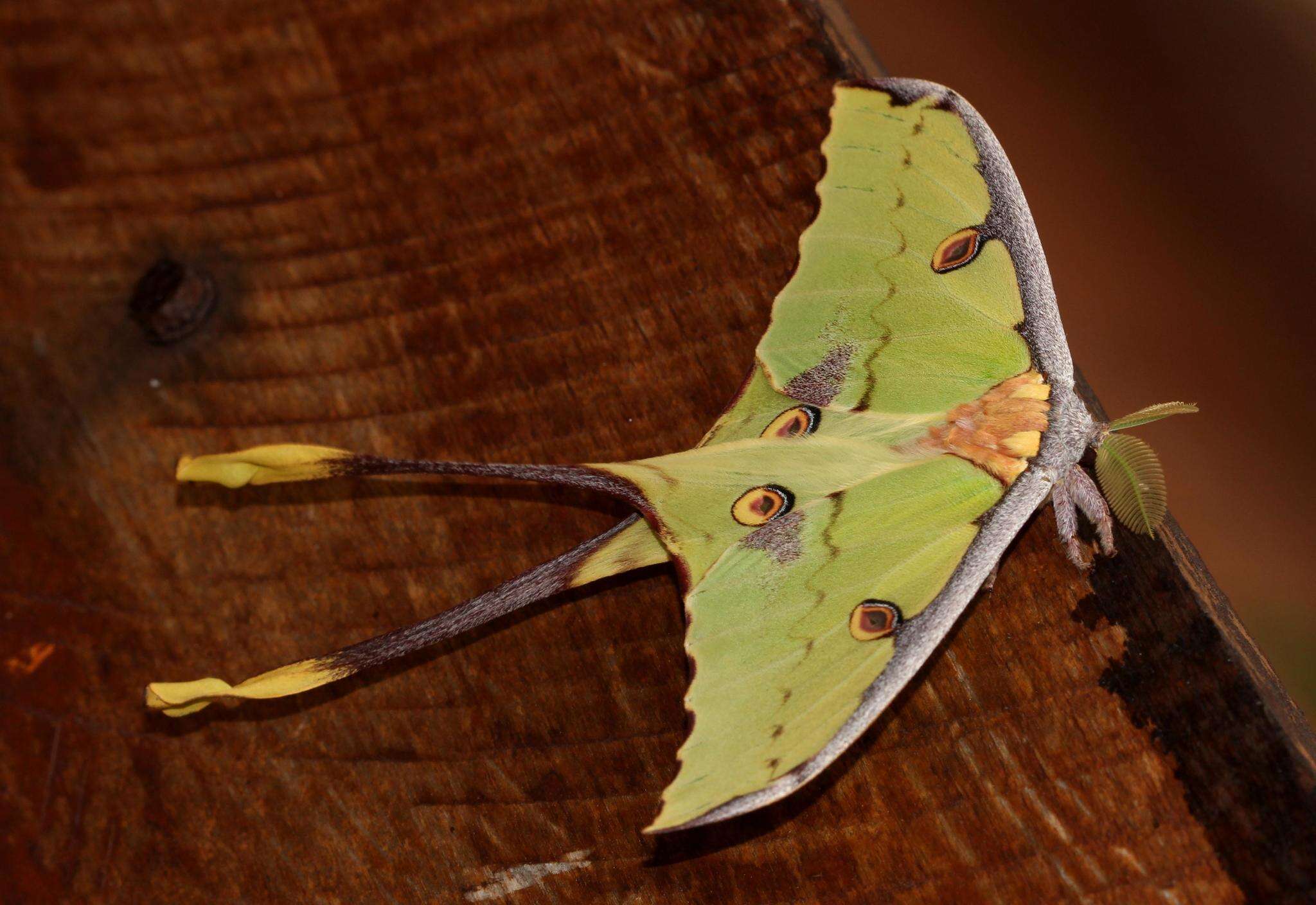 Image of African Luna moth