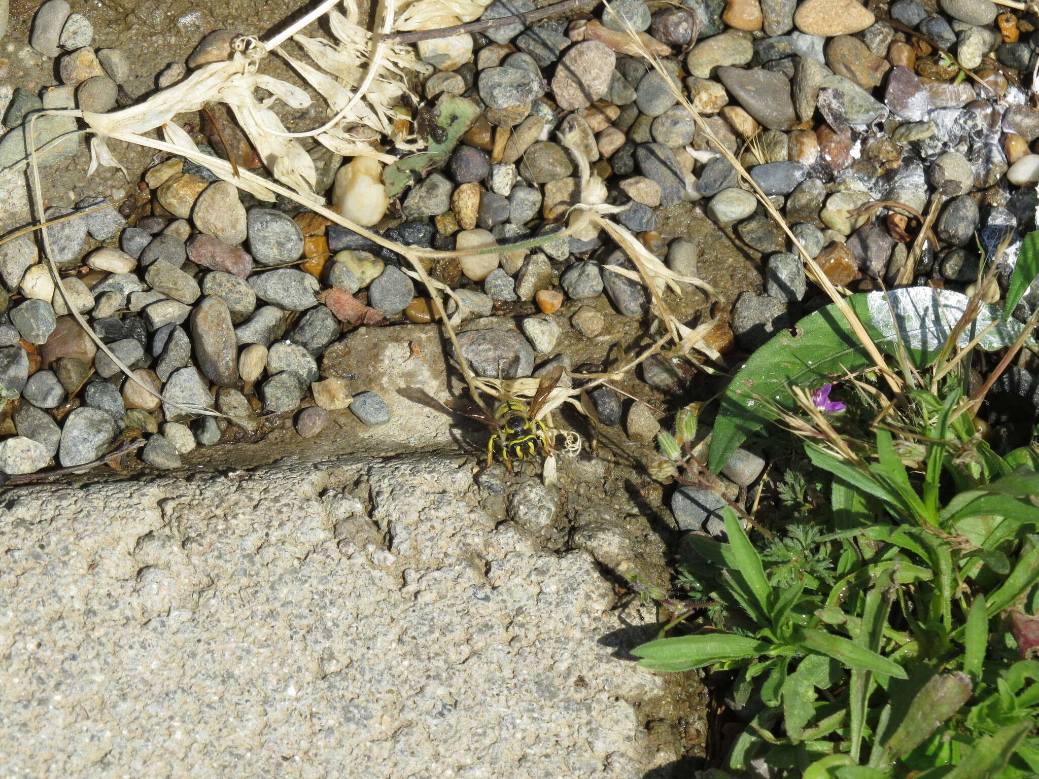 Image of Anthidium illustre Cresson 1879