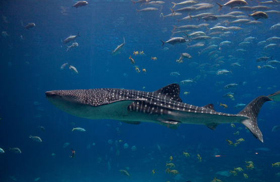 Image of Whale Shark