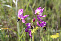 Plancia ëd Dodecatheon clevelandii subsp. clevelandii