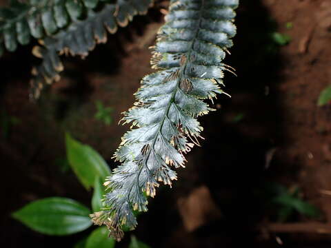 Image of Cephalomanes javanicum var. asplenioides (C. Presl) K. Iwats.