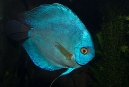 Image of Blue discus