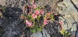 Image of Pelargonium alpinum Eckl. & Zeyh.