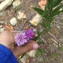 Image of Vernonia greggii A. Gray