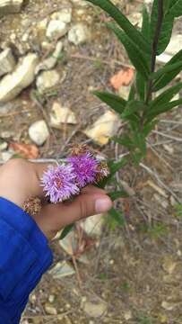 Image of Vernonia greggii A. Gray