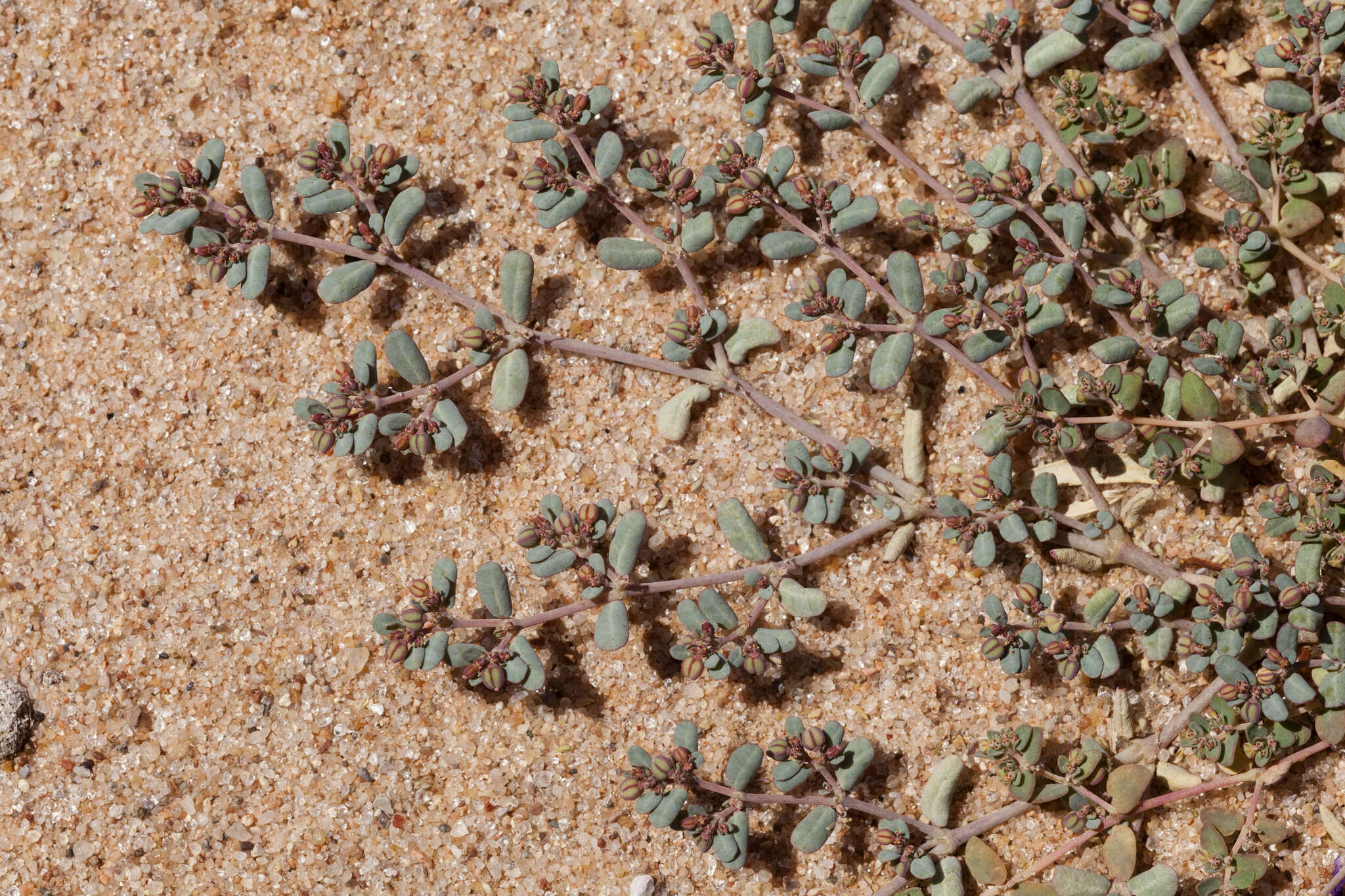 Image of boquillas sandmat