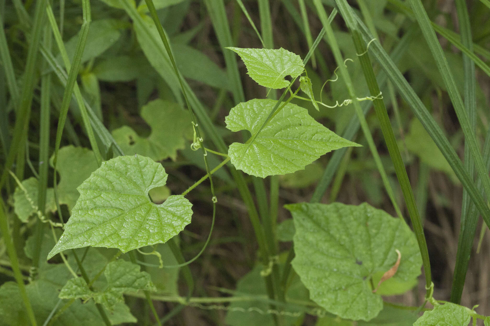 Sivun Schizopepon bryoniifolius Maxim. kuva