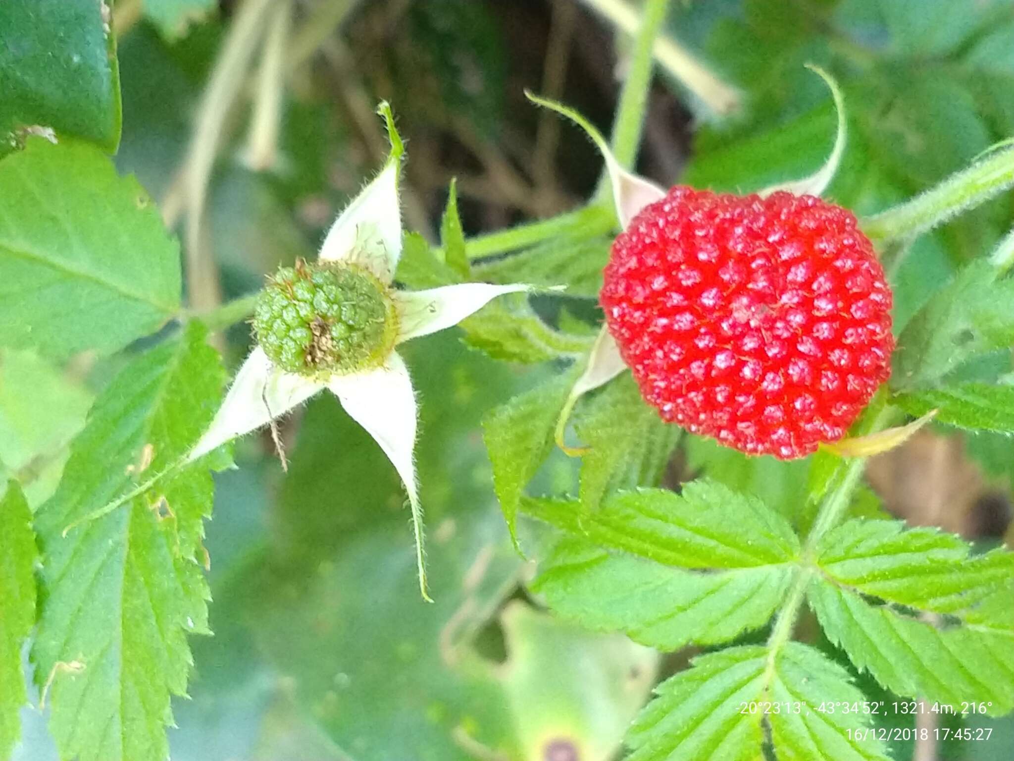 Image of West Indian raspberry