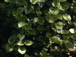 Imagem de Lamium galeobdolon (L.) L.