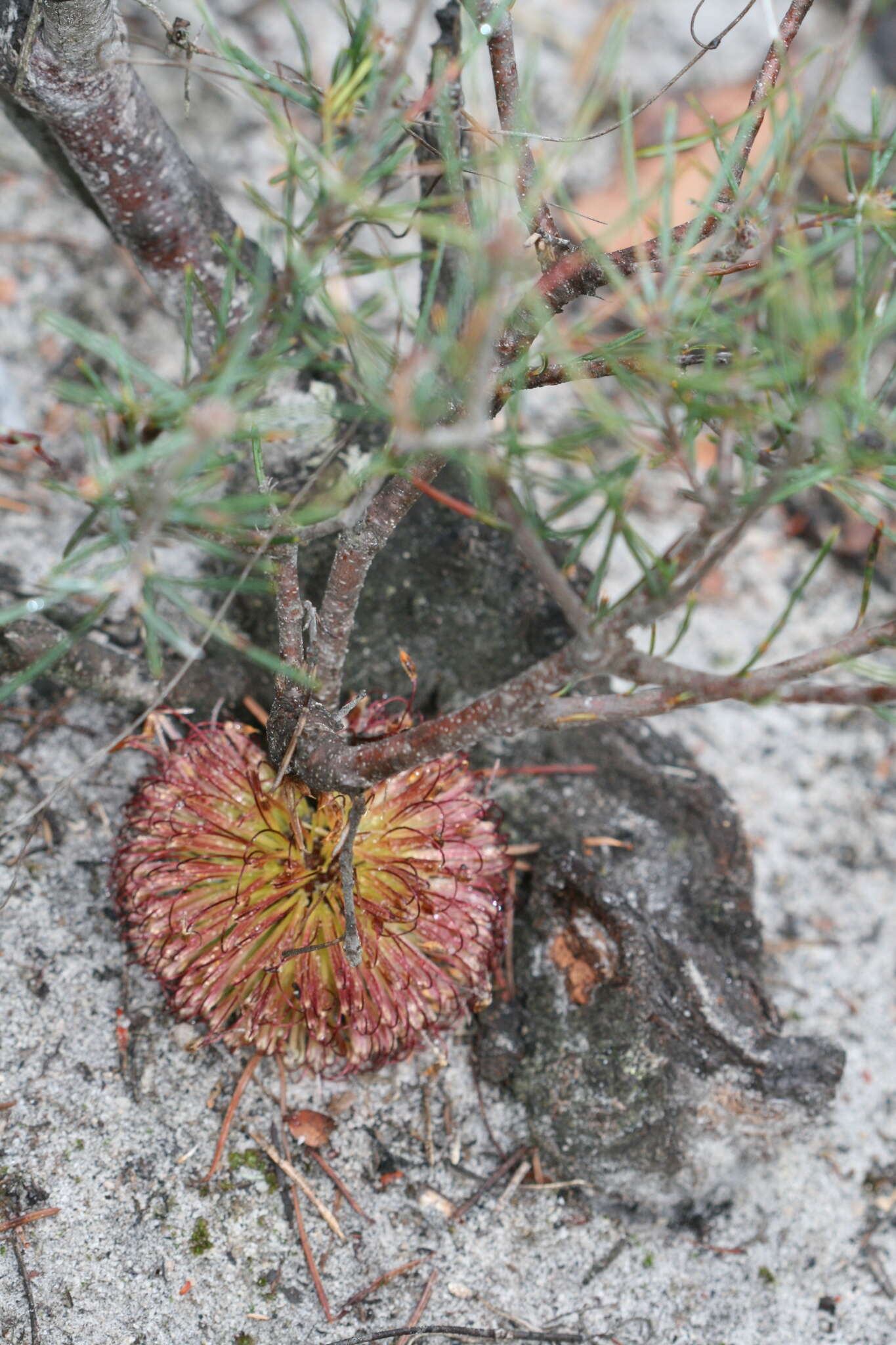 Image de Banksia nutans R. Br.