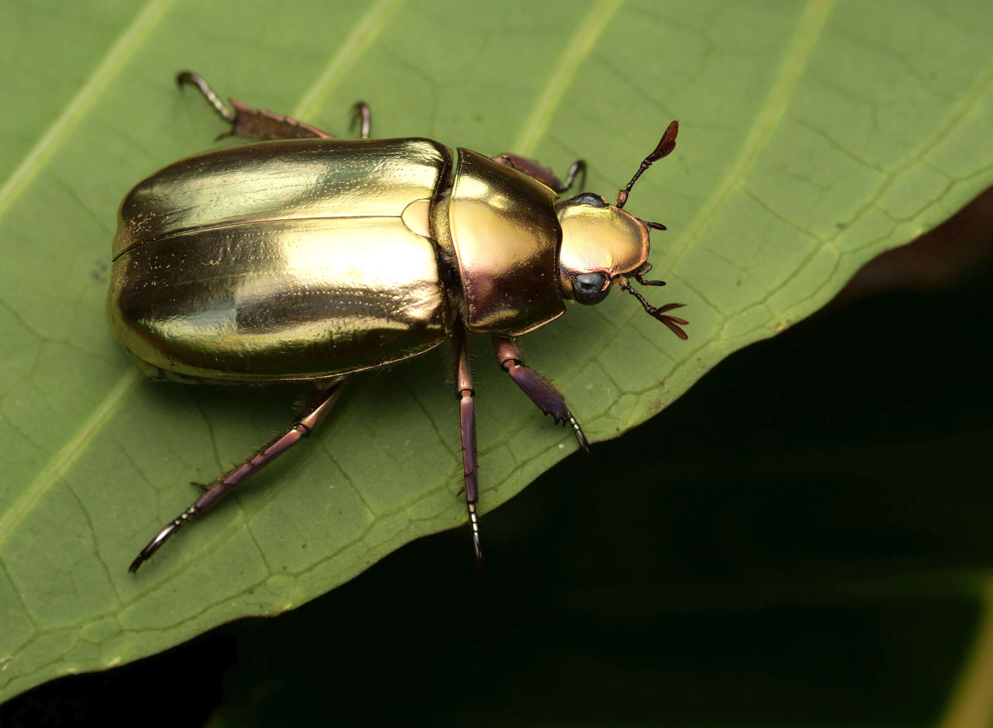 Image of Chrysina argenteola (Bates 1888)