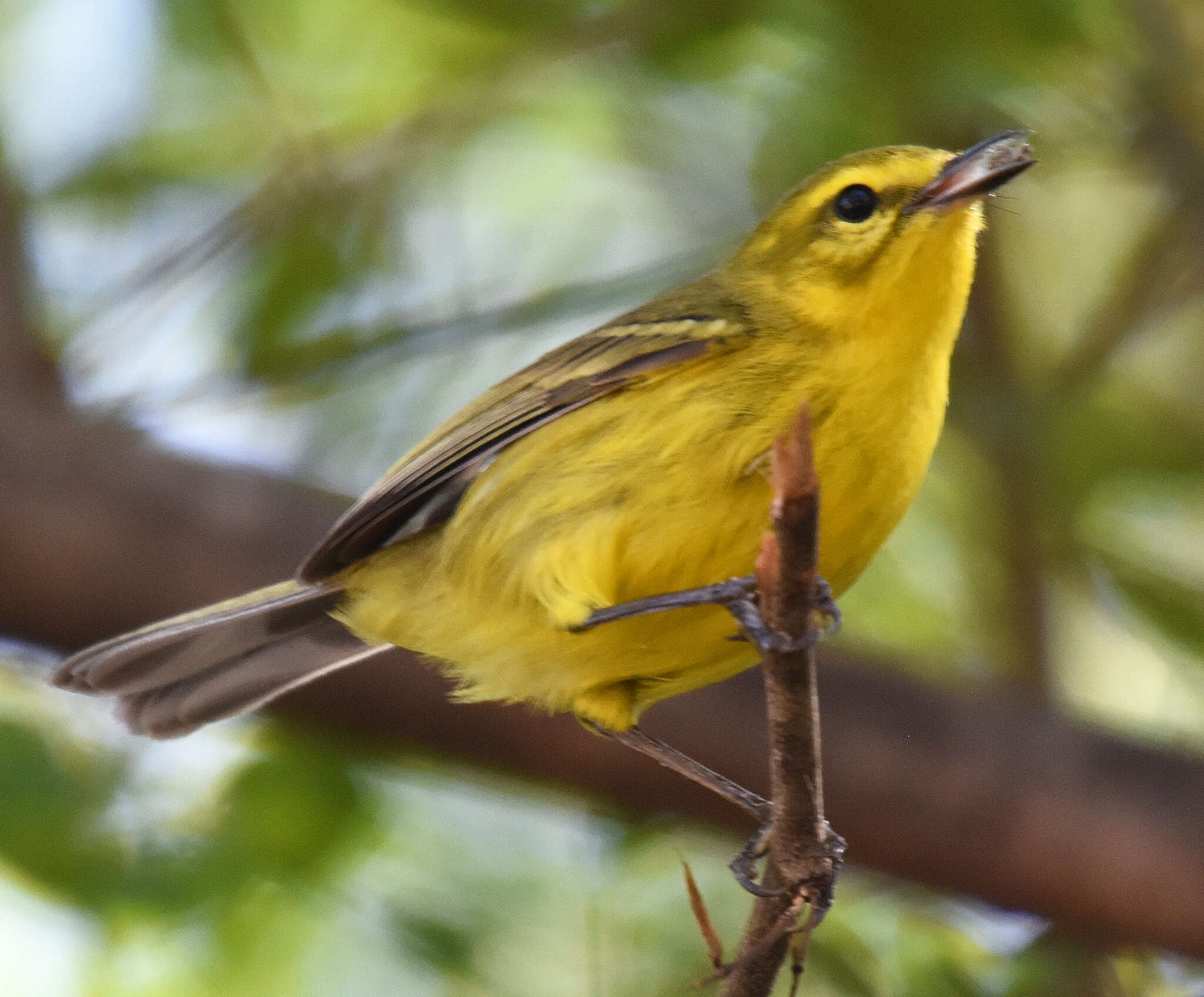 Image of Vitelline Warbler