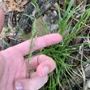 Image of Autumn Blue Grass