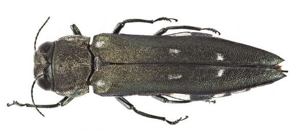 Image of Agrilus ater (Linnaeus 1767)