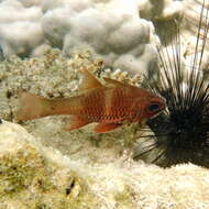 Image of Norfolk cardinalfish