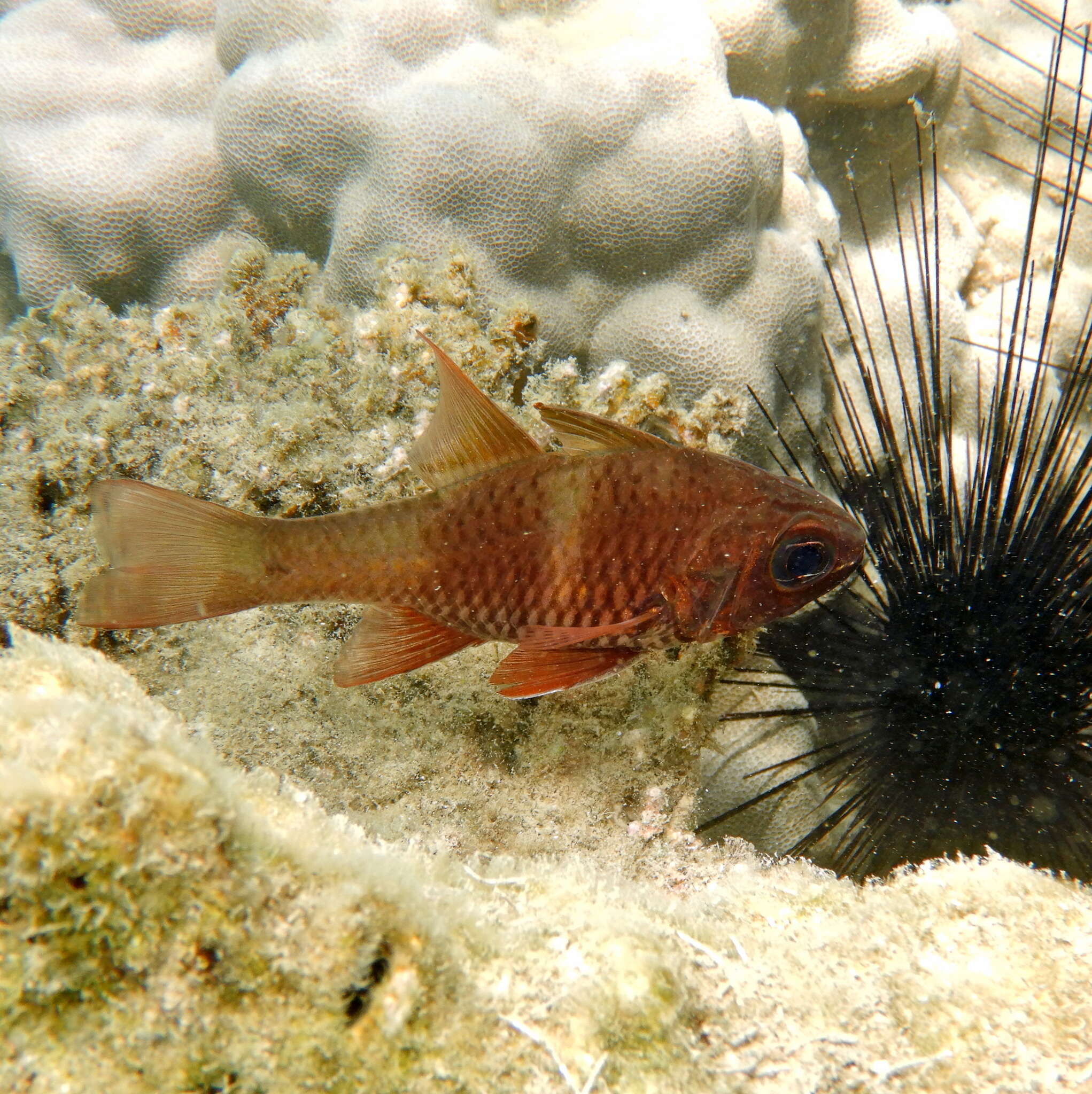 Image of Norfolk cardinalfish