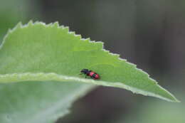 Image of Enoclerus zonatus (Klug 1842)