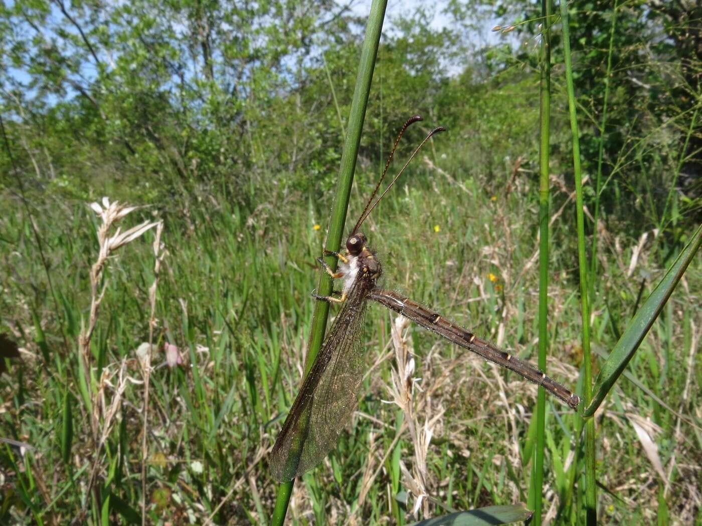 Sivun Ascaloptynx appendiculata (Fabricius 1793) kuva