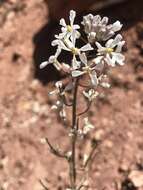 Image of Westwater tumblemustard