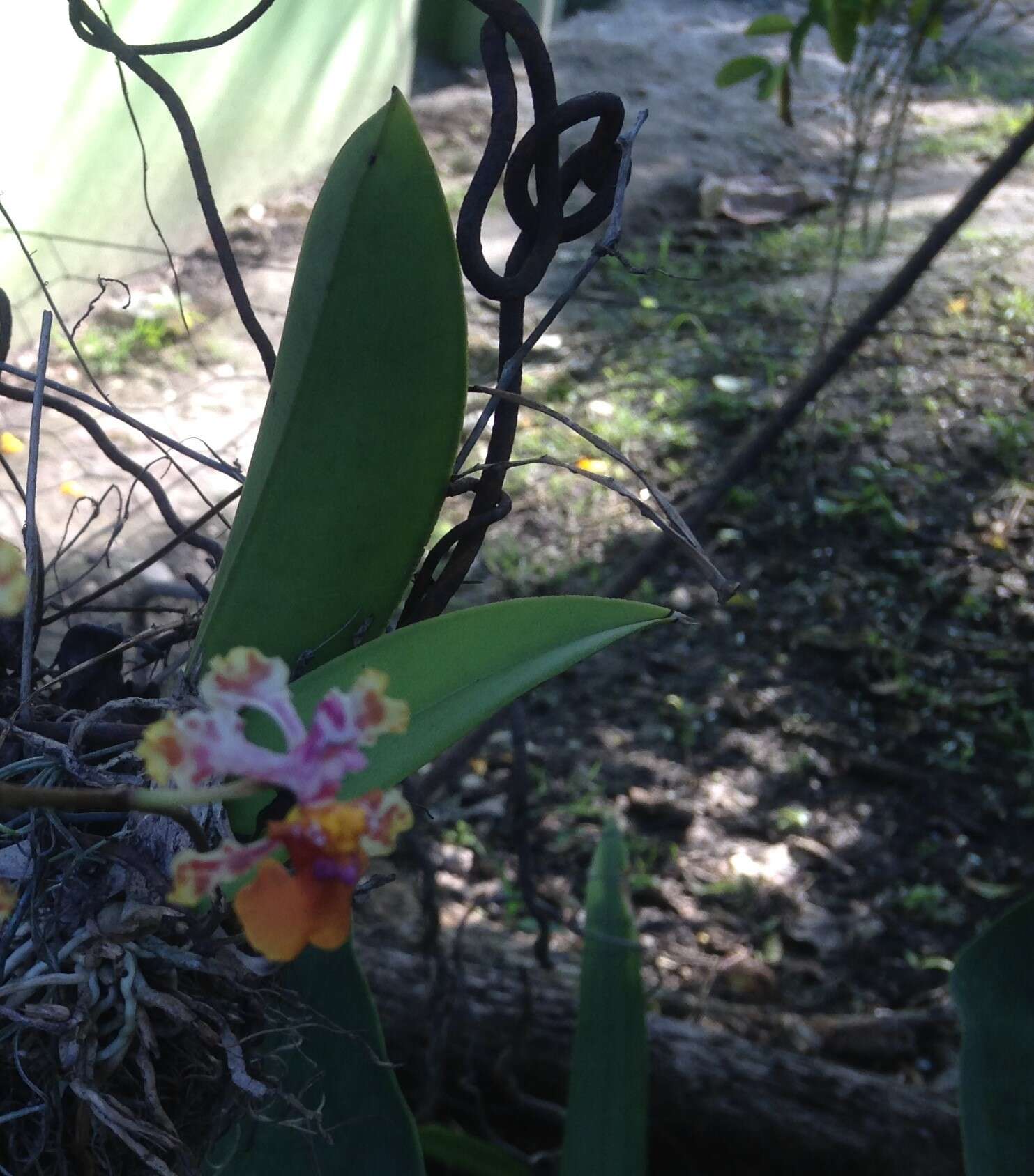 Слика од Trichocentrum cosymbephorum (C. Morren) R. Jiménez & Carnevali