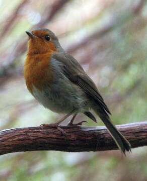 Image of Erithacus rubecula rubecula (Linnaeus 1758)