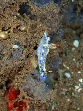 Plancia ëd Hypselodoris confetti Gosliner & R. F. Johnson 2018