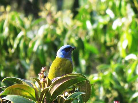 Image of Sporathraupis cyanocephala annectens (Zimmer & JT 1944)