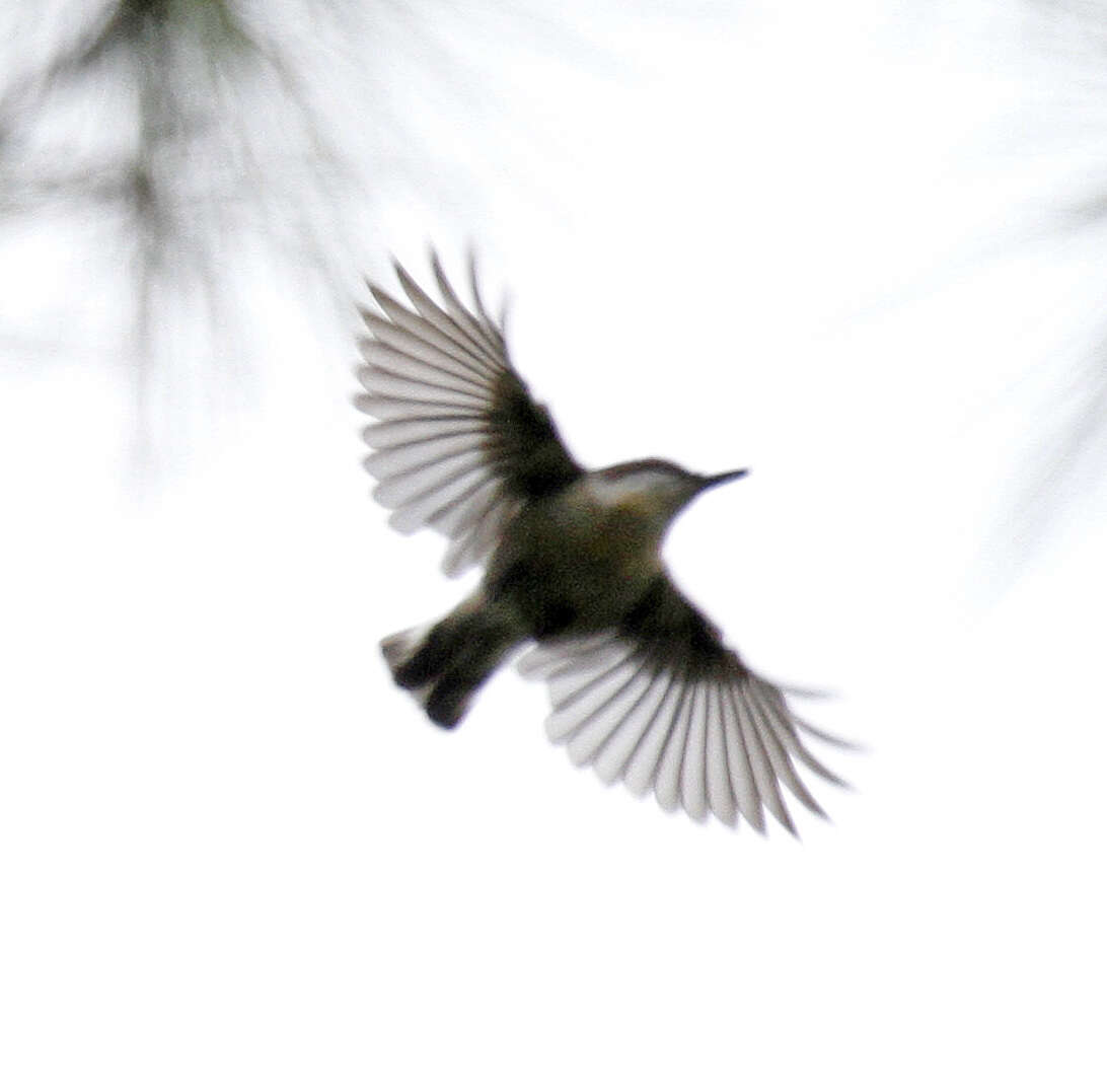 Image of Brown-headed Nuthatch