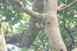 Image of Ficus variegata Bl.