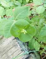 Image of Orange Honeysuckle