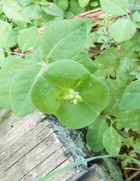 Image of Orange Honeysuckle