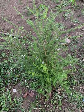 Plancia ëd Lippia micromera Schauer