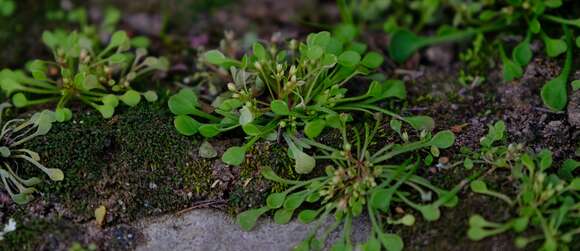 Image of Crassula dentata Thunb.