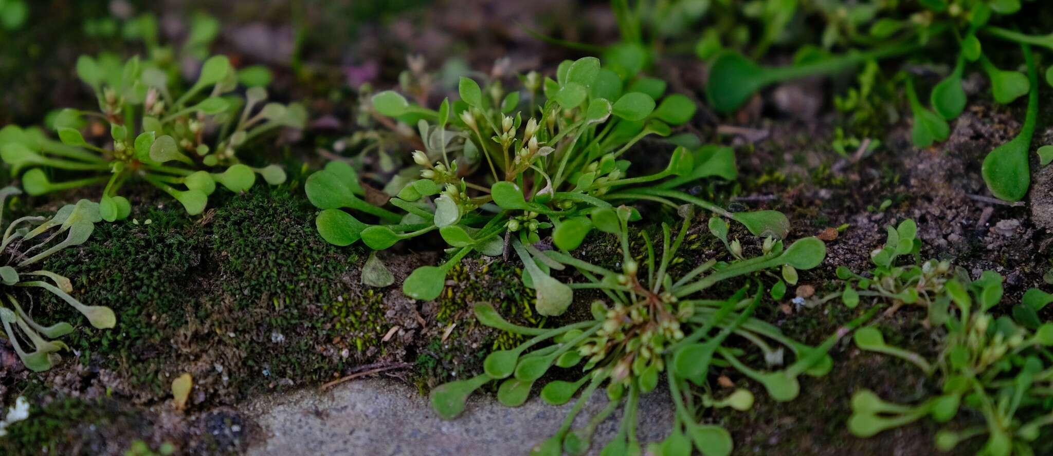 Image of Crassula dentata Thunb.