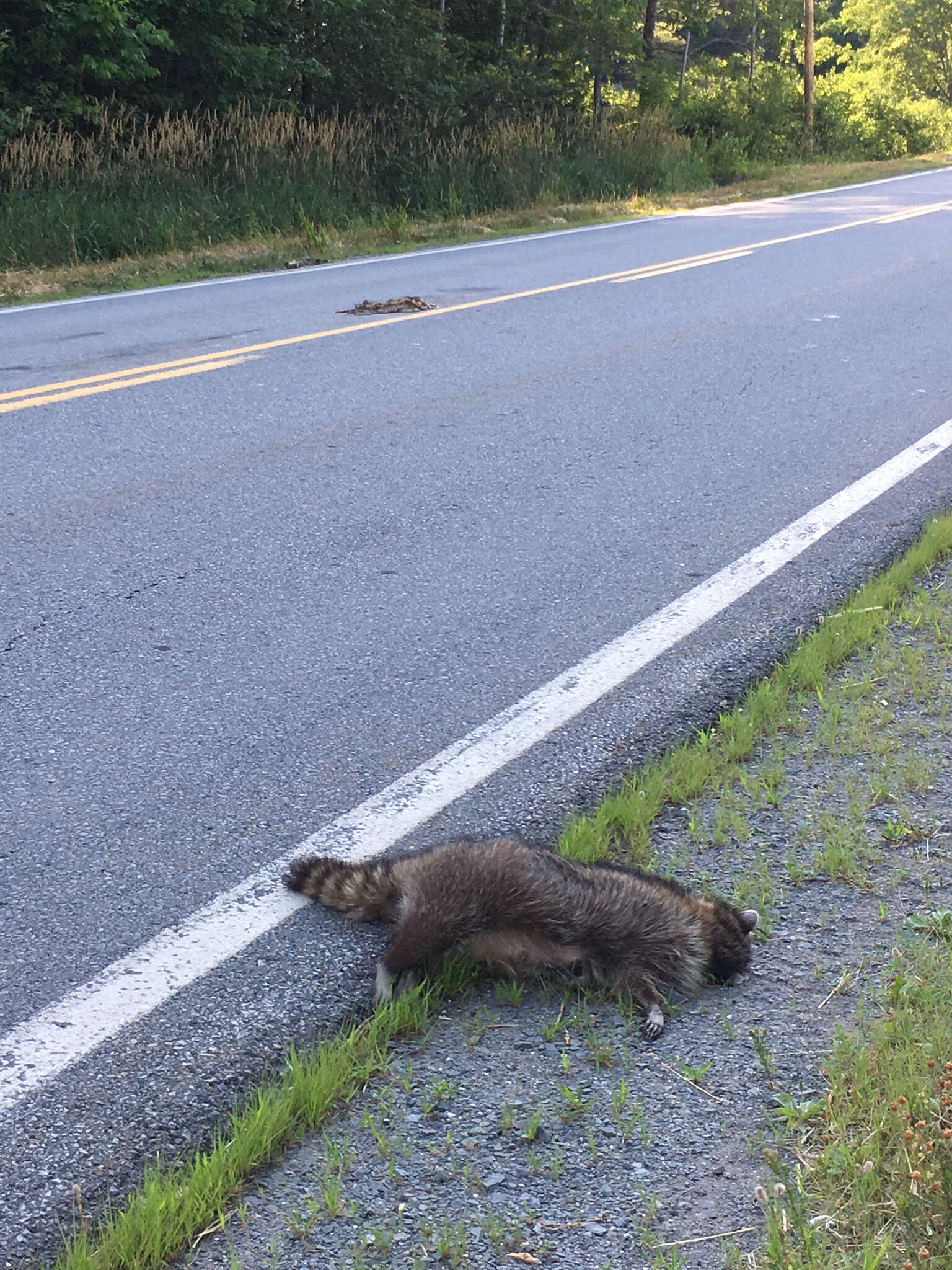 Image of Eastern Raccoon