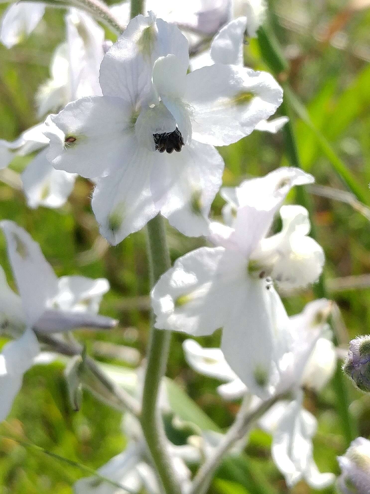 Delphinium variegatum subsp. kinkiense (Munz) M. J. Warnock的圖片