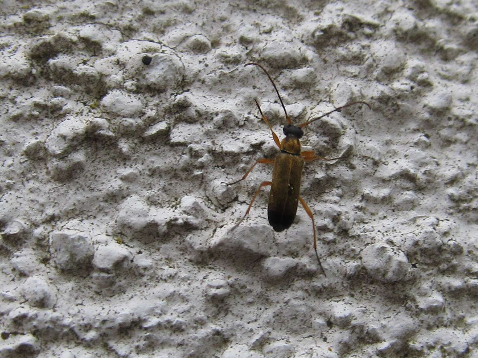 Image of Grammoptera ustulata (Schaller 1783)