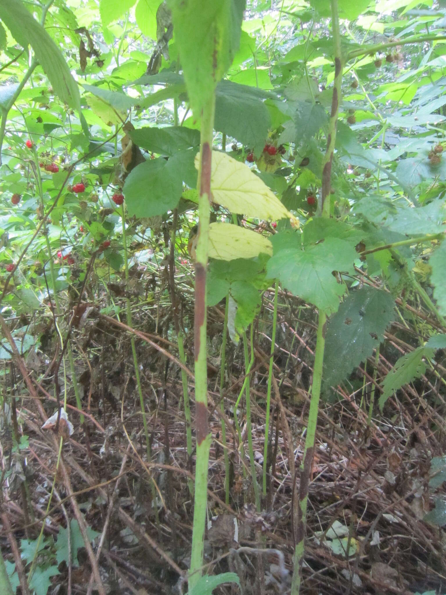 Image of Didymella applanata (Niessl) Sacc. 1882