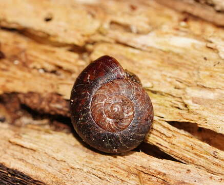 Image of Austrorhytida glaciamans (Iredale 1938)