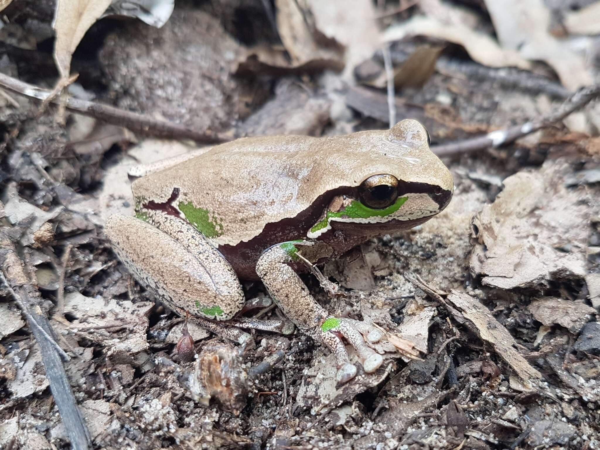 Image of Blue Mountains Tree Frog