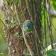 Image of Blue-faced Parrot-Finch