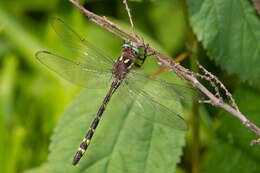 Image of Cordulegaster talaria Tennessen 2004