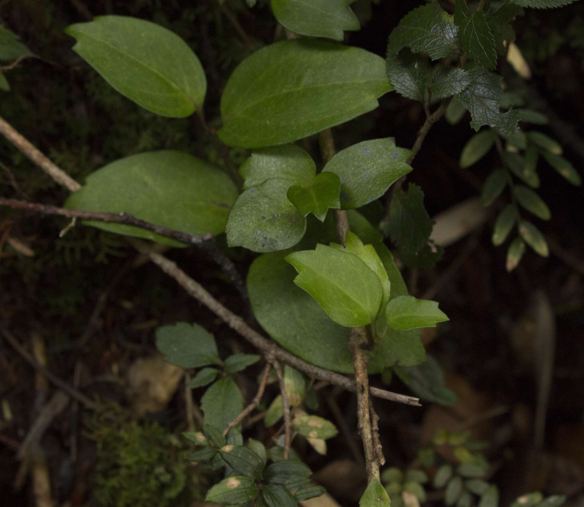 Griselinia racemosa (Phil.) Taub.的圖片