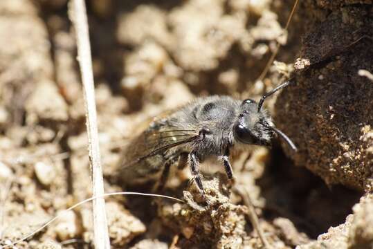 Image de Colletes cyanescens (Haliday 1836)