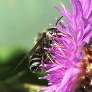 Imagem de Megachile inermis Provancher 1888